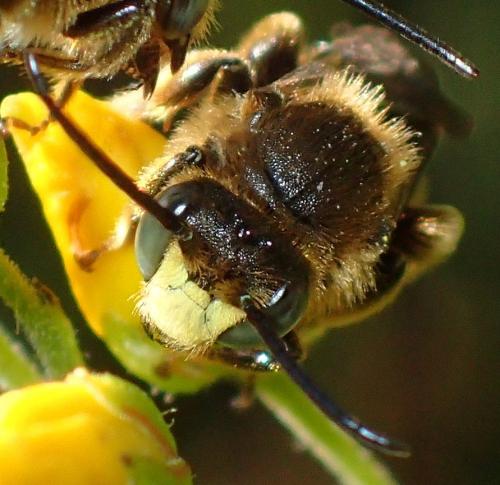 Macropis (europaea-fulvipes)